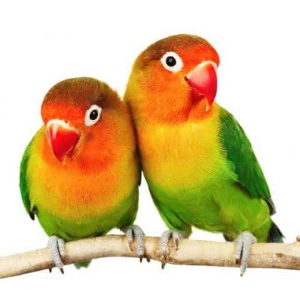 pet finder ph|Birds .
